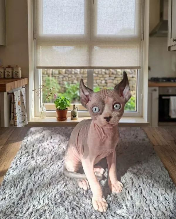 Premium Erkek Elf Sphynx