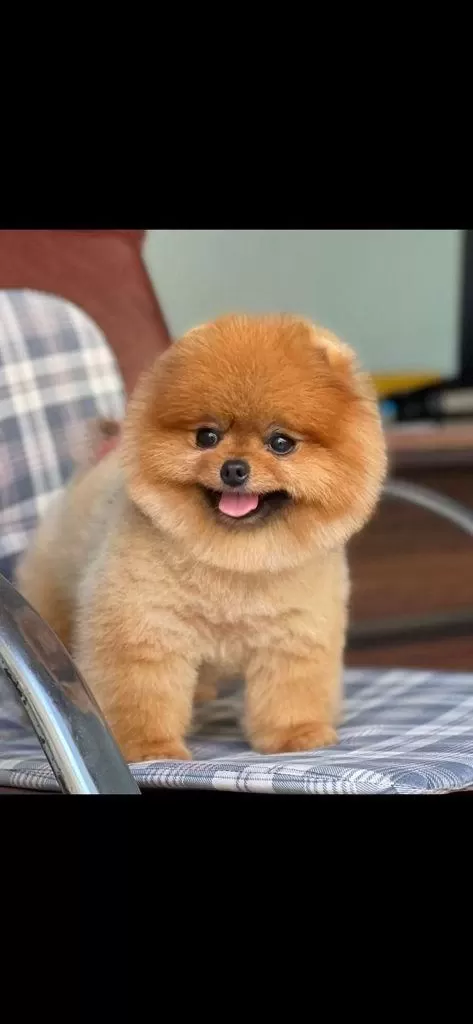 Pomeranian Boo Bebekler