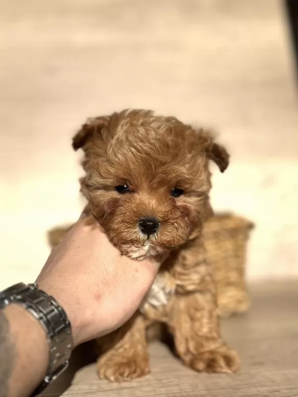 Tiny Teddy Face Kore Maltipoo