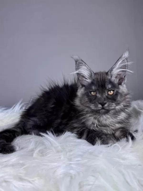 Black Smoke Dişi Maine Coon Wcf