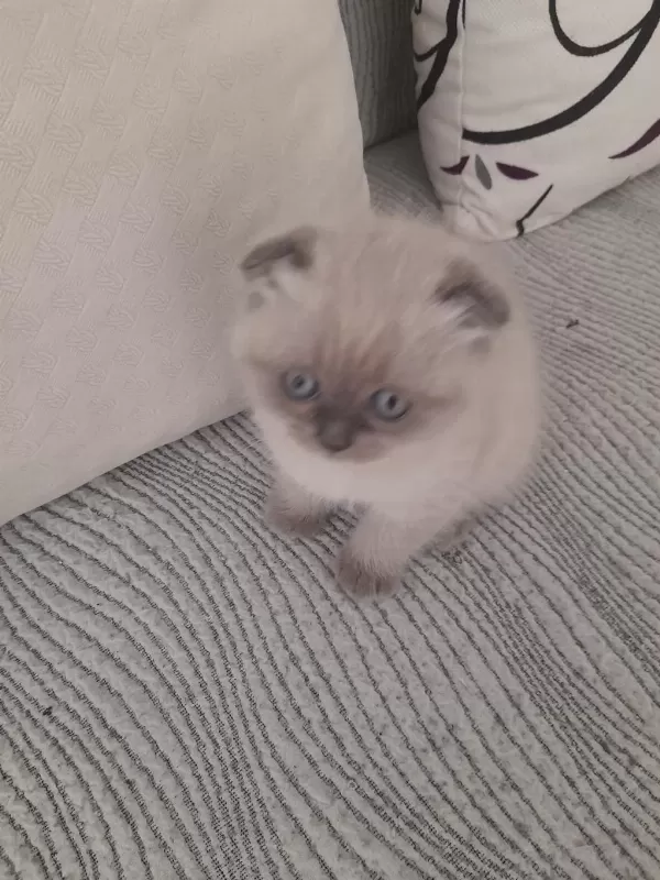 Erkek Scottish Fold Beyaz