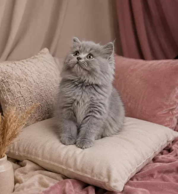 British Longhair Blue