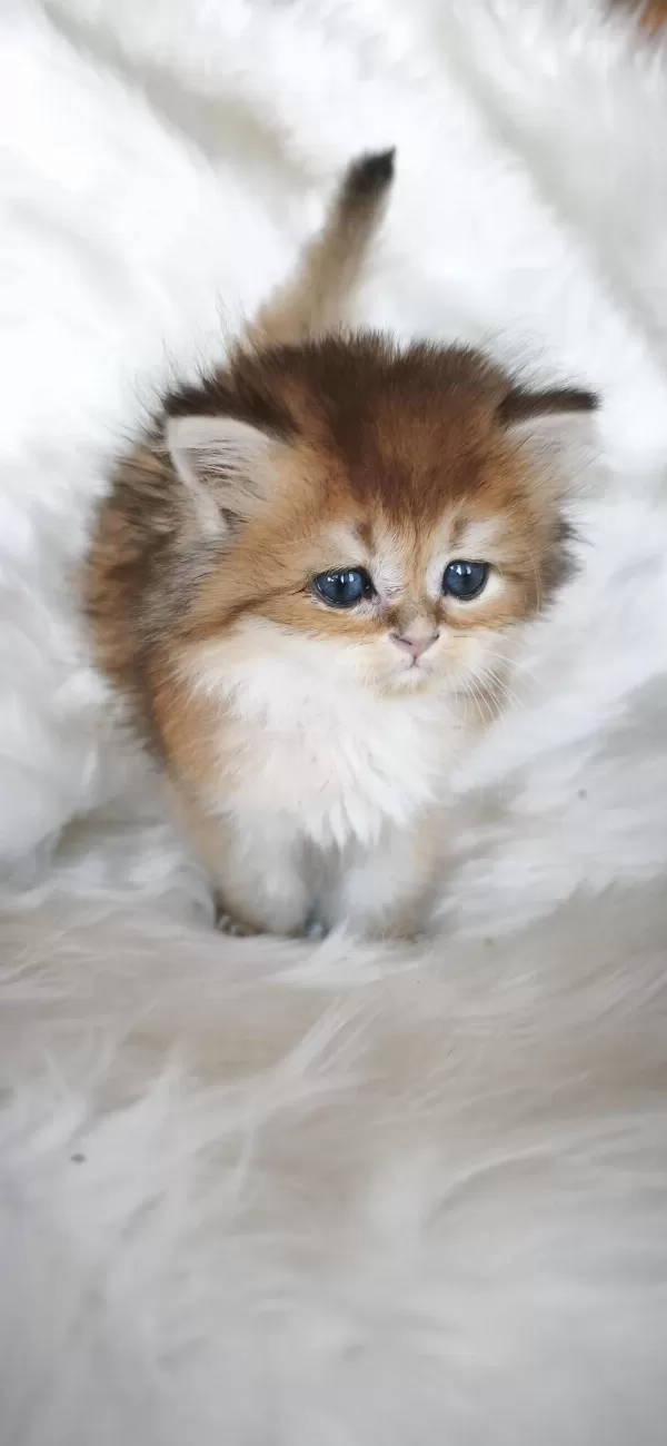 Ny25 Erkek British Longhair