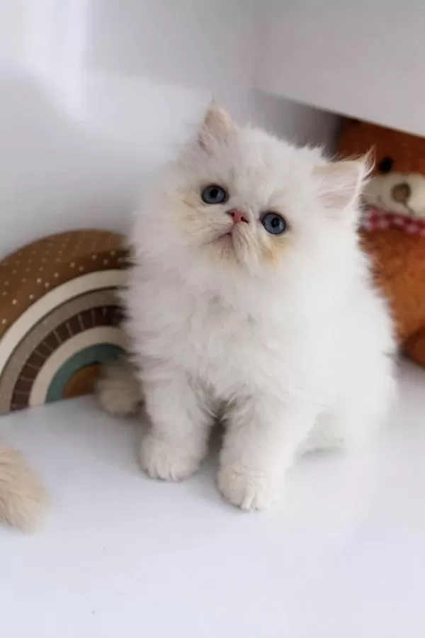 İran Persian (show Kalite)