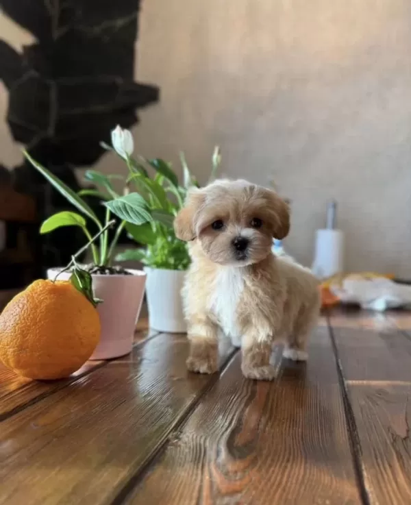 Korean Teacup Maltipoo Bebekler