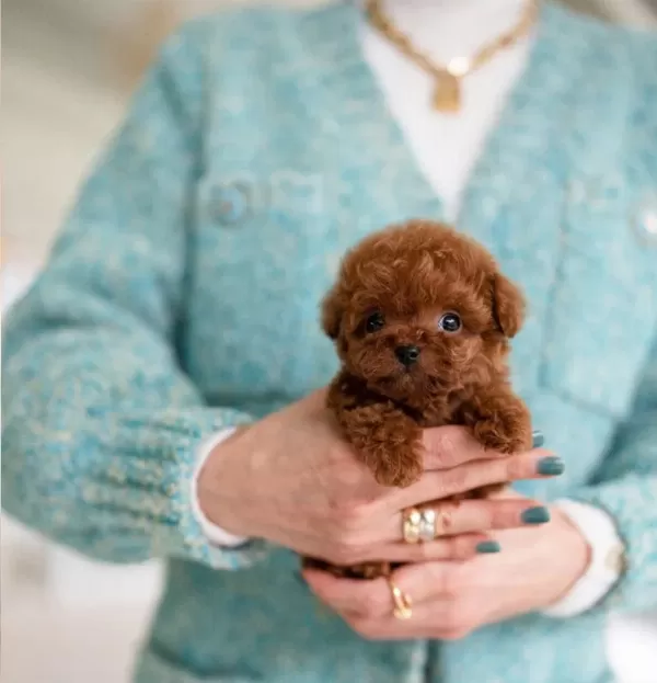 Süslü Kizimizin Mükemmel Poodle Yavrusu İstanbulda