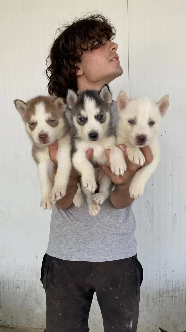 Her Renk Husky Yavrularımız