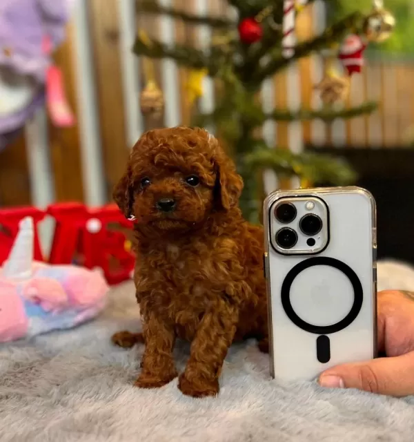 Yakışıklı Poodle Oğlumuz Star