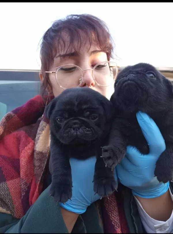 Siyah Black Pug Yavrularımız