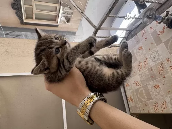 British Longhair Yavruları