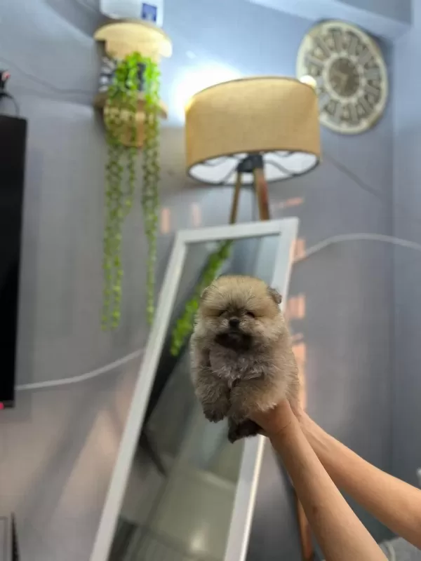 Pomeranian Boo Erkek Ve Dişi Yavrularımız