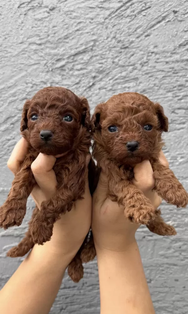 Toypoodle Yavruları Elite Seri Burada