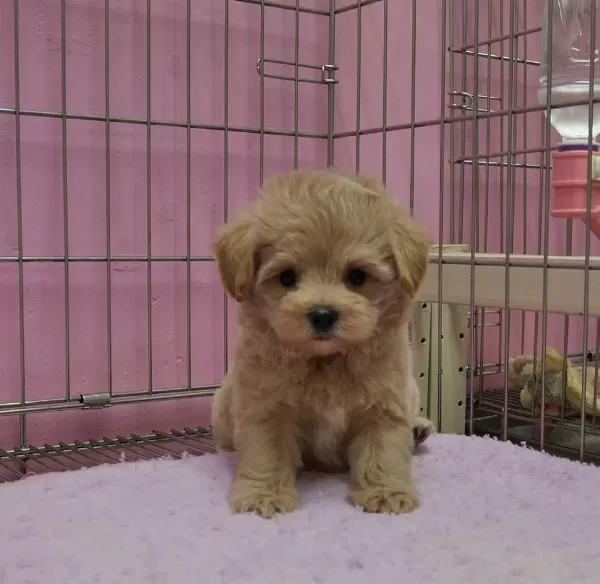 Sağlıklı Maltipoo Yavrularımız