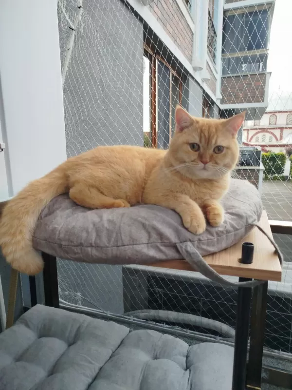 1 Yaşında British Shorthair Oğlumuz