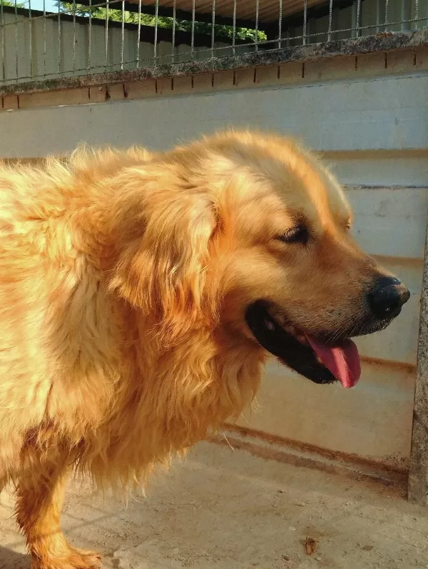 Golden Retriever Altın Tüylü Bebekler Sizi Bekliyor