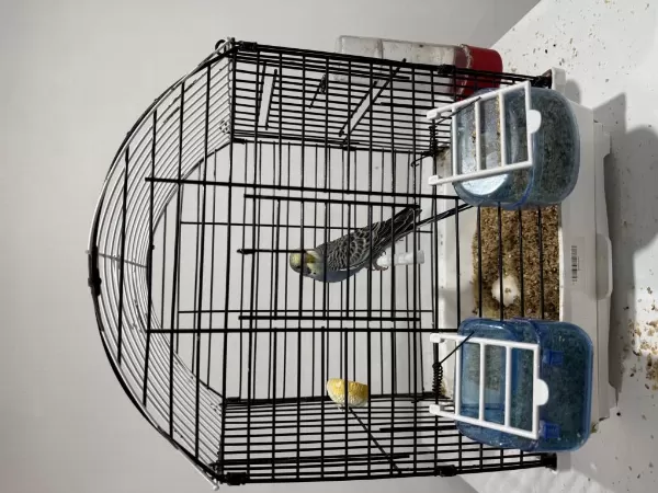 Mutasyon Kaliteli Muhabbet Kuşu Erkek Ele Alışık Fırsat