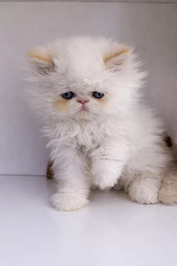 İran Persian (show Kalite)