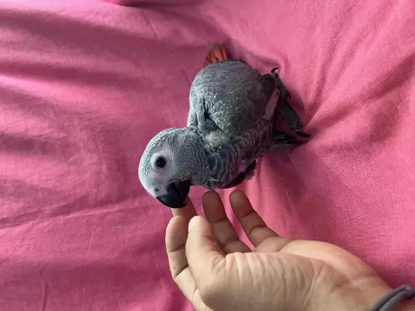 Yok Böyle Şirini Bebek Jako Papağanı Yavru