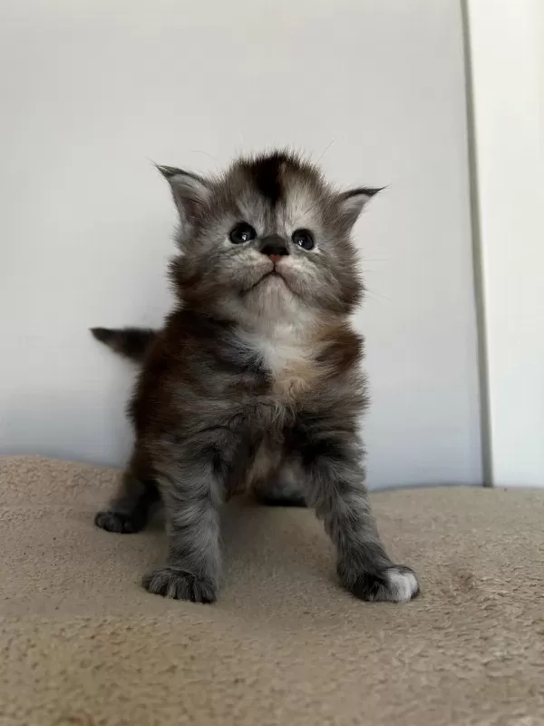 Full Şecereli Dişi Maine Coon