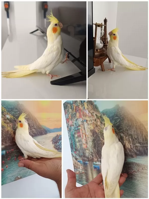 Ele Alışkın Ev Üretimi 50 Günlük Lutino Sultan Papağanı