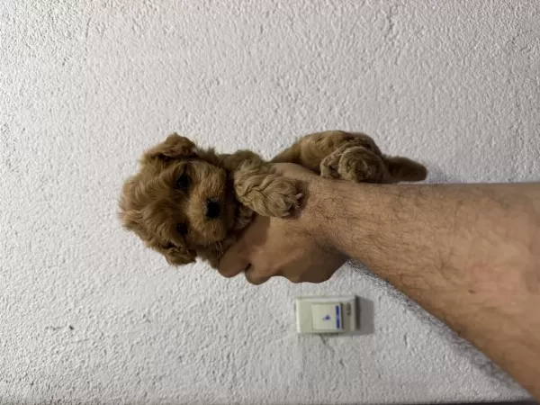 Tr Nin En İyi Teacup Kore Maltipoo Yavruları