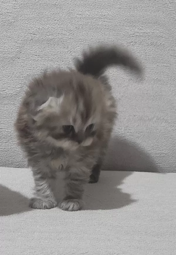 Scottish Fold Longhair Dişi Bebek