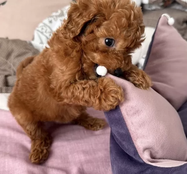 2 Aylık Toy Poodle Yavrumuz
