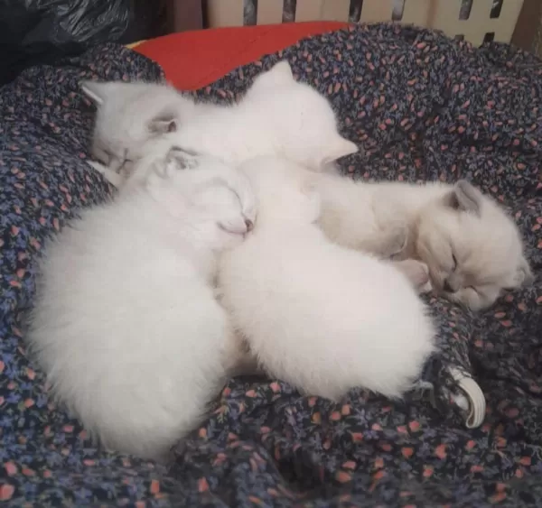 British Shorthair Pamukçuklar Sıcak Yuvalarını Bekliyor