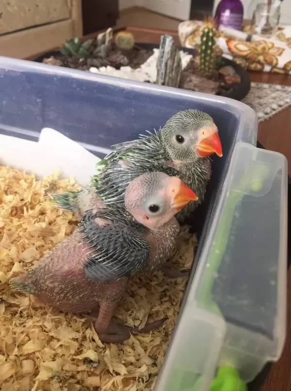 El Besleme Bebek Pakistan Papağanları