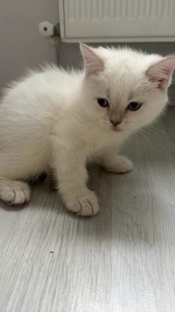 Sevimli Zipir Yavru Kediler