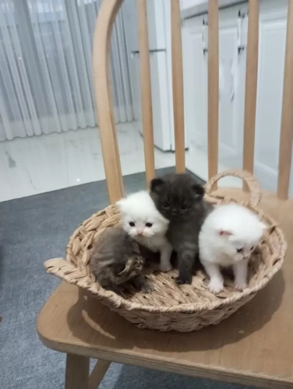 Bayram Şekerleri Kediler Rezerveye Açık