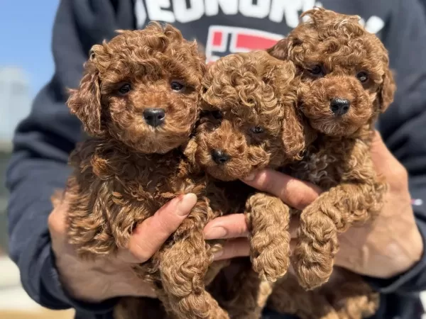 Darkbrown Toy Poodle Yavrularımızı Görüp Ala Bilirsiniz