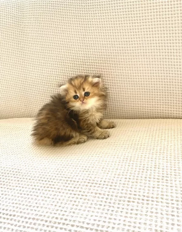Çikolata Black Golden Longhair Kedimiz