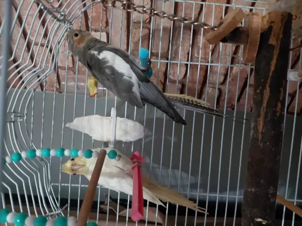 Bebek Sultan Papağanlar