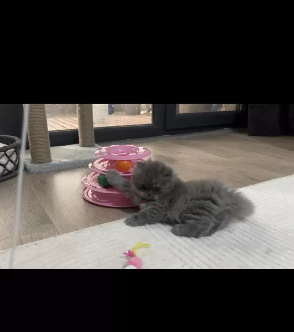 British Longhair Dişi Kedimiz