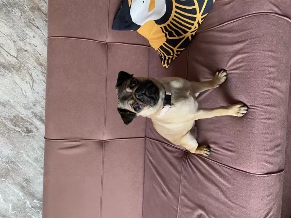 4.5 Aylık Dişi Saf Pug Köpeğim