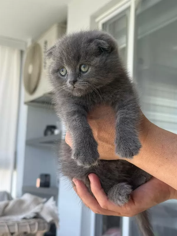 Scottish Fold Yavrularımız
