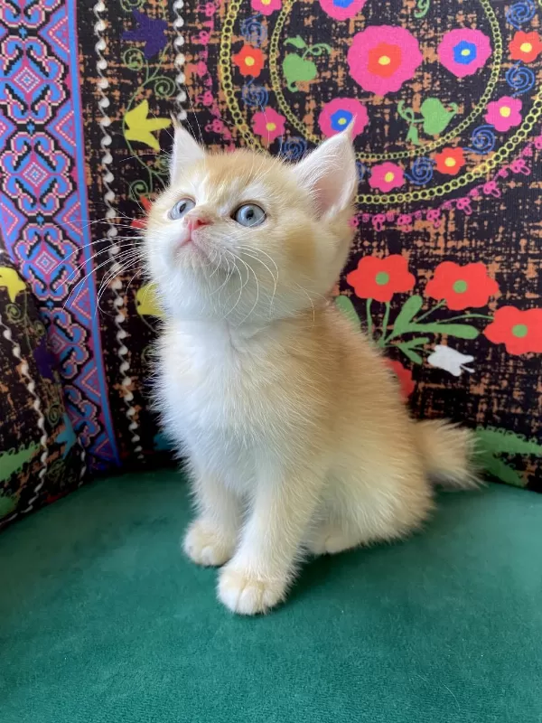 Golden Yavru British Shorthair