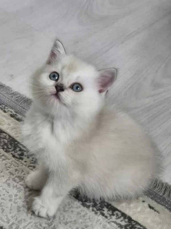Minik Sevimli Kedilerim