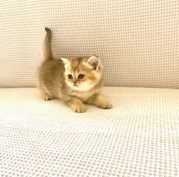 Golden Ny25 Altın Sarısı Zümrüt Gözlü British Shorthair