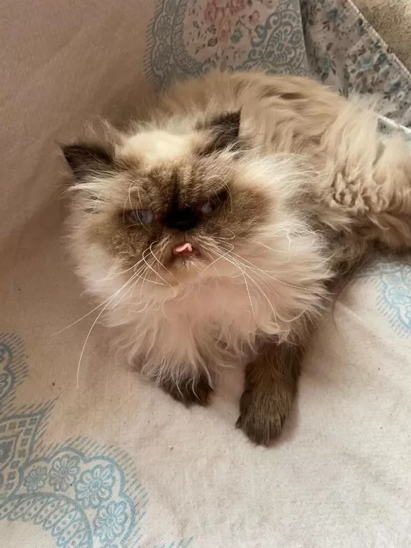 İran Himalayan Tatlı Kedimize Yuva Arıyoruz