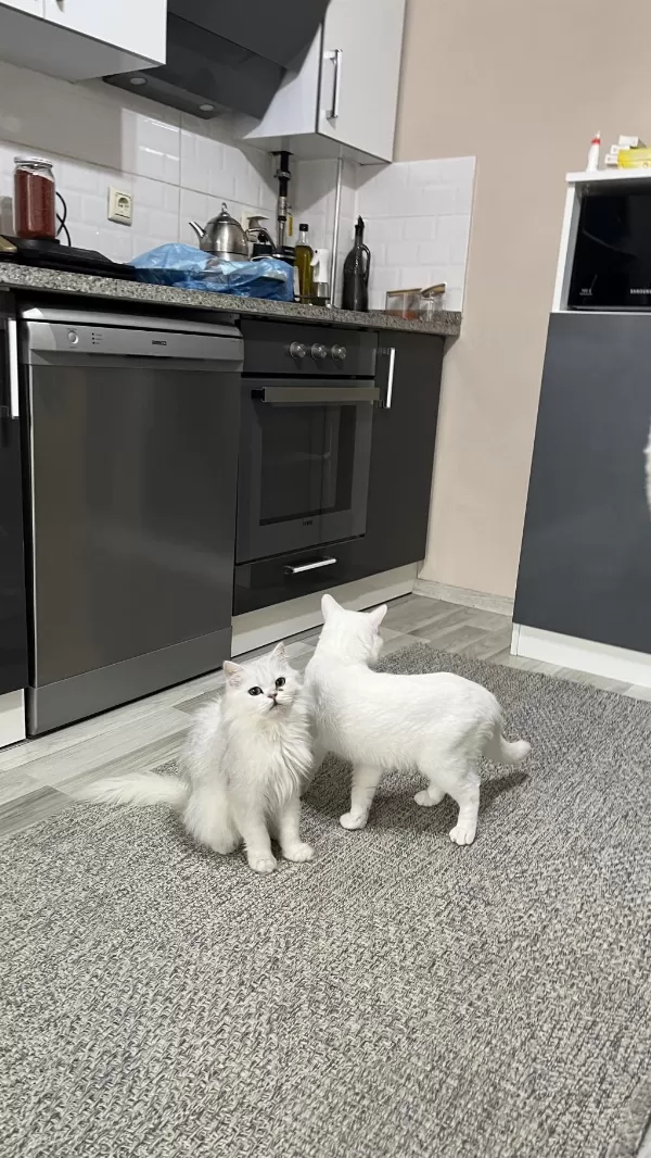 Ücretsiz British Longhair