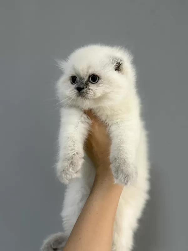 Show Class Yakışıklı Scottish Fold