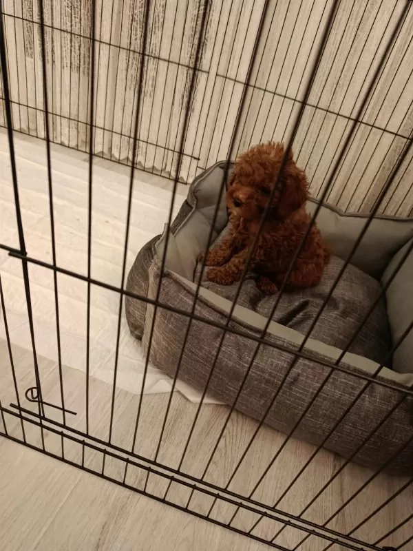 Son Uygun Orjinal Toy Poodle