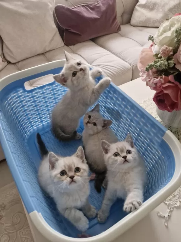 British Shorthair Yavrular
