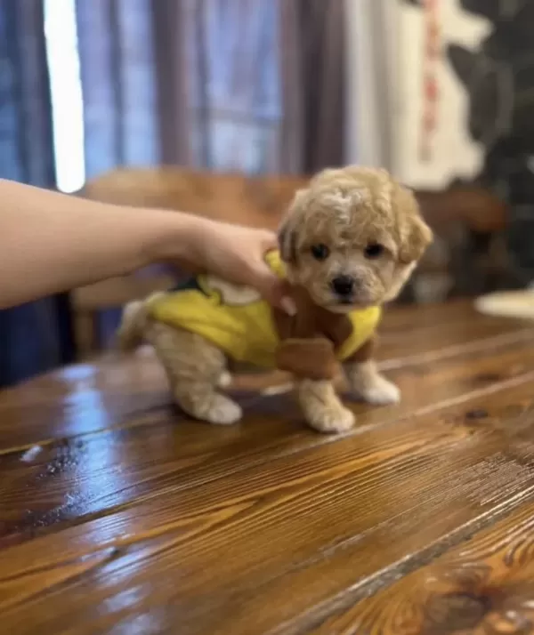 Maltipoo En Özelinin Ailesi Olmak İster Misiniz?