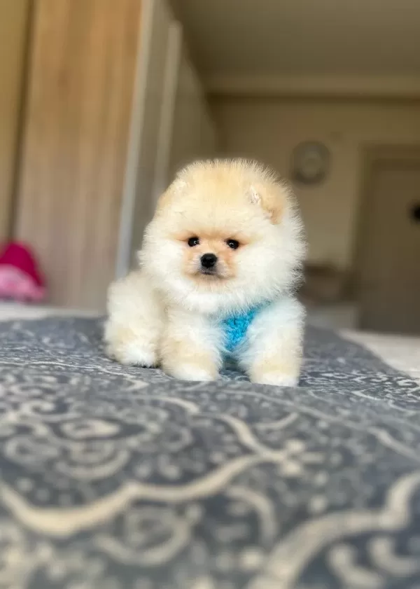 Bal Gibi 2 Ayicik Pomeranian