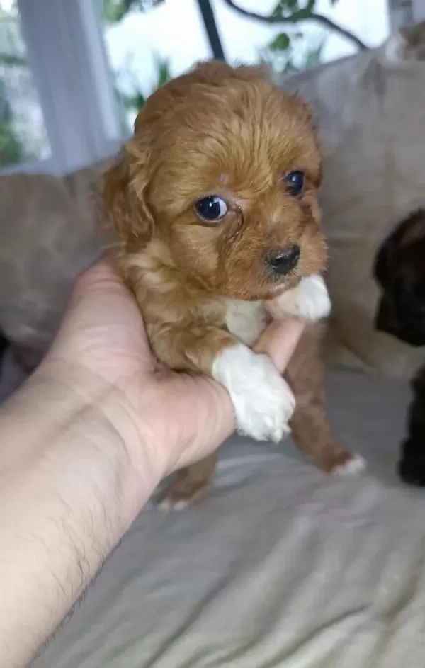 Çok Sevimli Ev Üretimi Maltipoo Bebekler