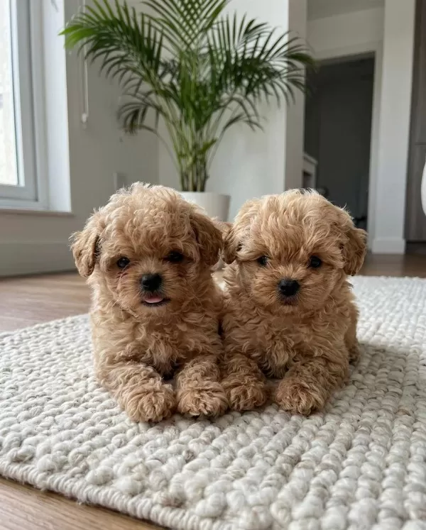 Petmode Köpek Çiftliğinden Tea Cup Kore Maltipoo