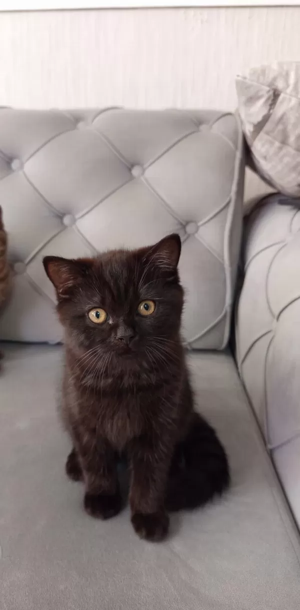 3 Aylık Siyah Ve Kahverengi British Shorthair